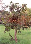 souari nut